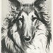 Soulful COLLIE Vintage 1940s Dog Print Morgan Dennis Art Print 72