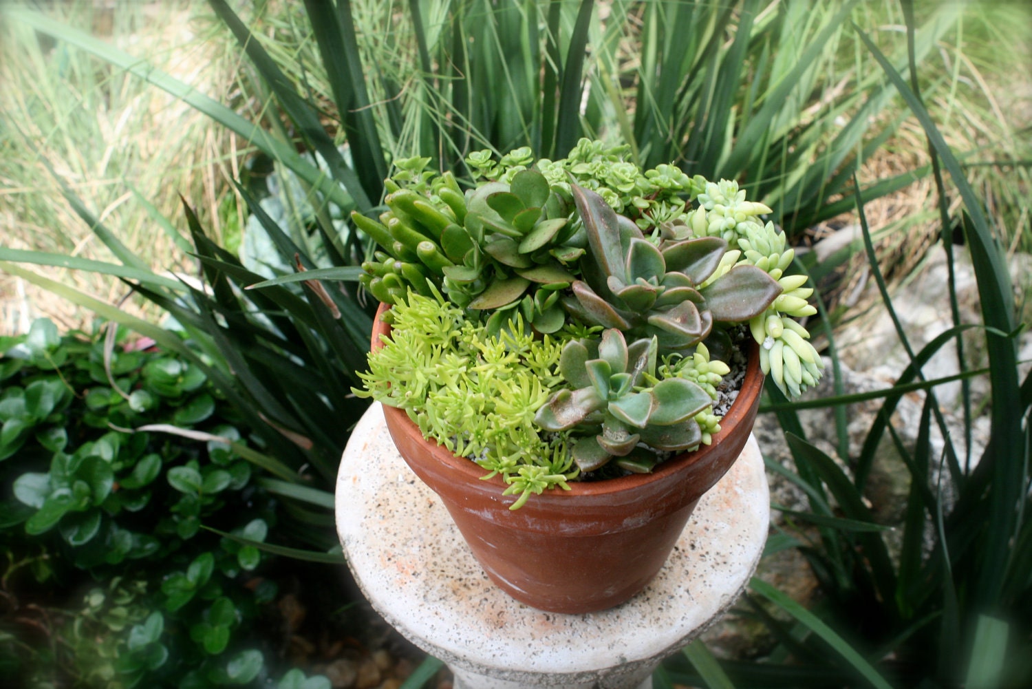 5 Succulent Species Planted in Brown Rustic Classic Pot