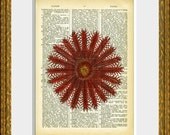 20 POINT STARFISH recycled book page art print - upcycled antique dictionary page with an antique sea life illustration - vintage charm