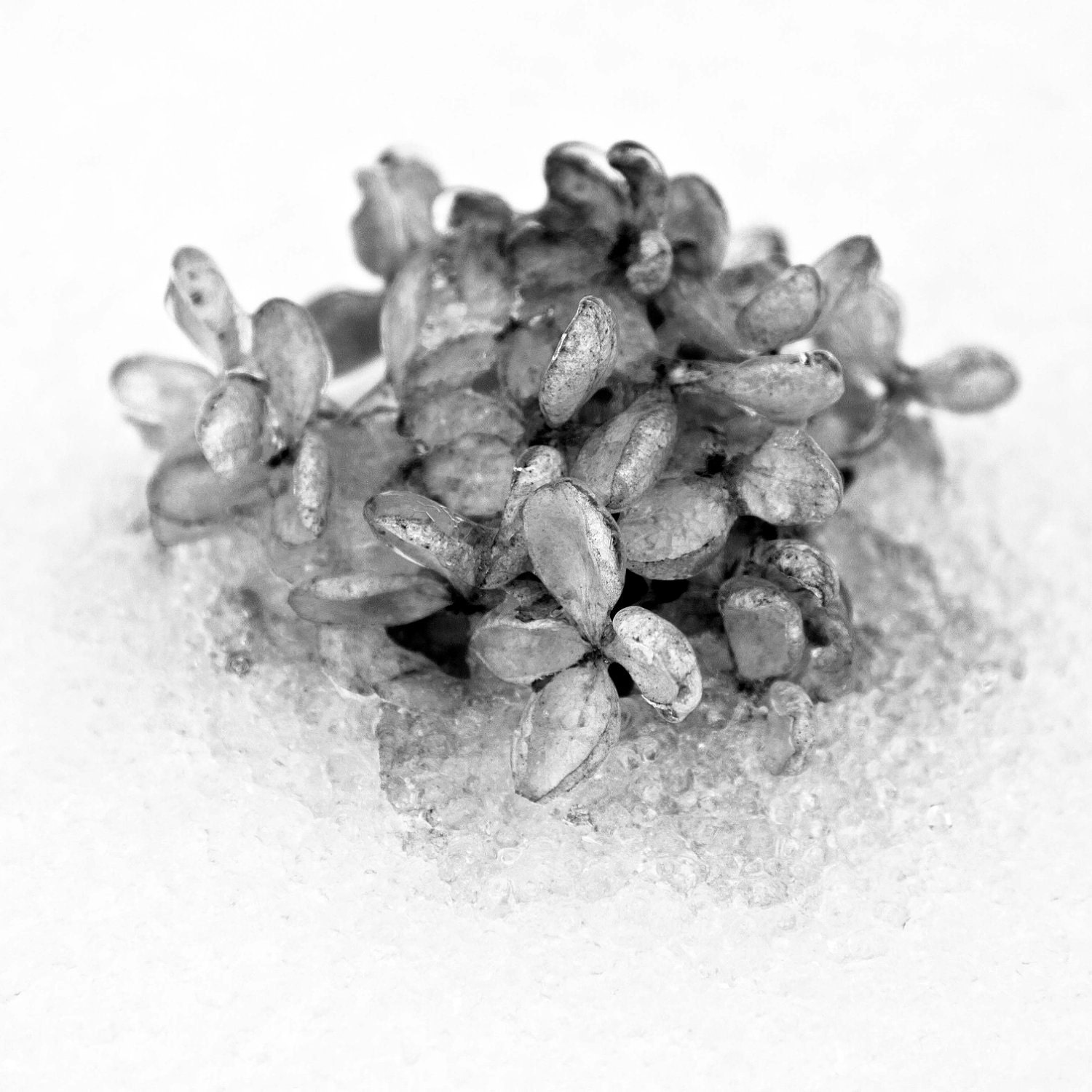 Frozen - Black & White Photography - winter / ice / snow / flower / hydrangea / gray - photoashes