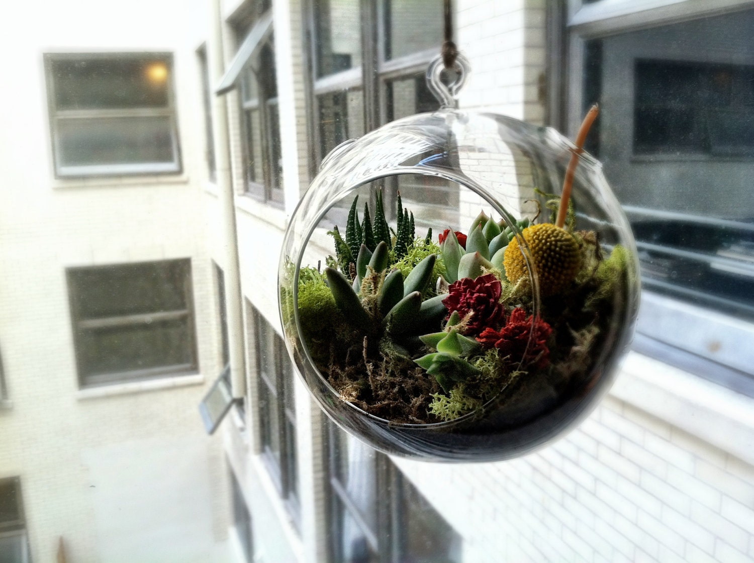 Hanging Succulent Terrarium (6 inch diameter)