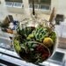 Hanging Succulent Terrarium (6 inch diameter)