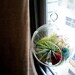 Mini Hanging Air Plant Terrarium with Painted Balsa Wood Flowers (4 inch diameter)