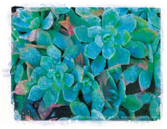 Echeveria Glauca, "Blue Hen and Chicks", Signed Art Print