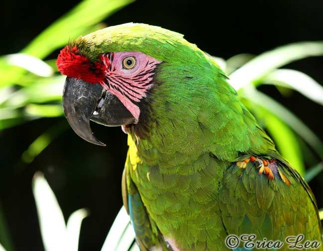 Green Parrot Photo Bird Photography Tropical Nature Art Military Macaw Picture 8x10 Print - NatureVisionsToo