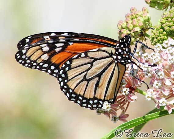 Monarch Butterfly Art Photo Shabby Chic Nature Home Decor 5x7 Fine Art Print