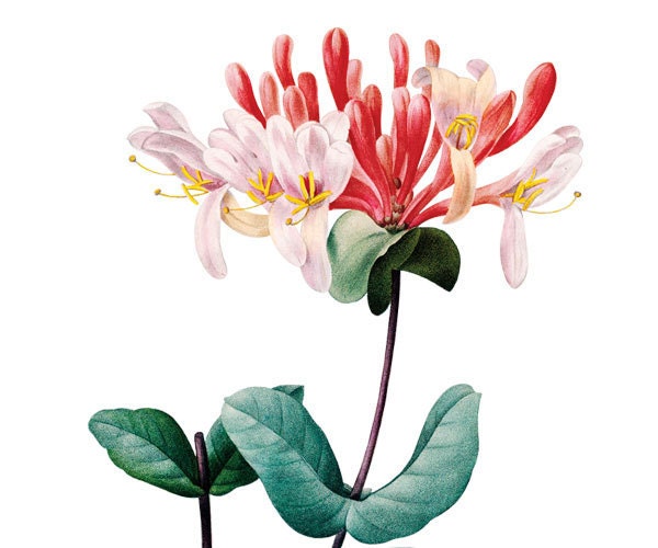 Digital illustration HONEYSUCKLE Large Digital Image, digital download for decoupage and scrapbooking Redoute 048