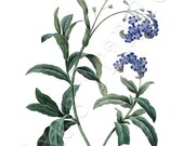 FORGET-ME-NOT Digital Image botanical illustration Redoute 065