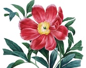 RED PEONY Digital Download Large Image Transfer Redoute flowers 090