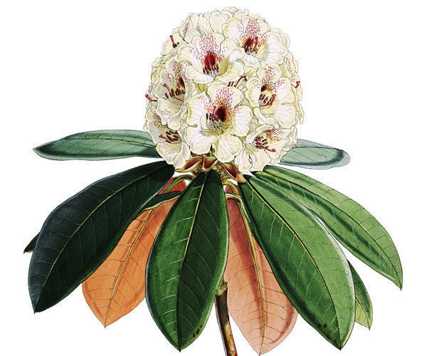 RHODODENDRON Digital Download Large Image Transfer white flowers 091