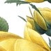 Digital Clipart ROSE large Digital Image in color, vintage YELLOW rose illustration REDOUTE 019