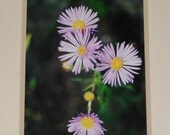 Purple daisy photograph -Original  - only 1 printed.