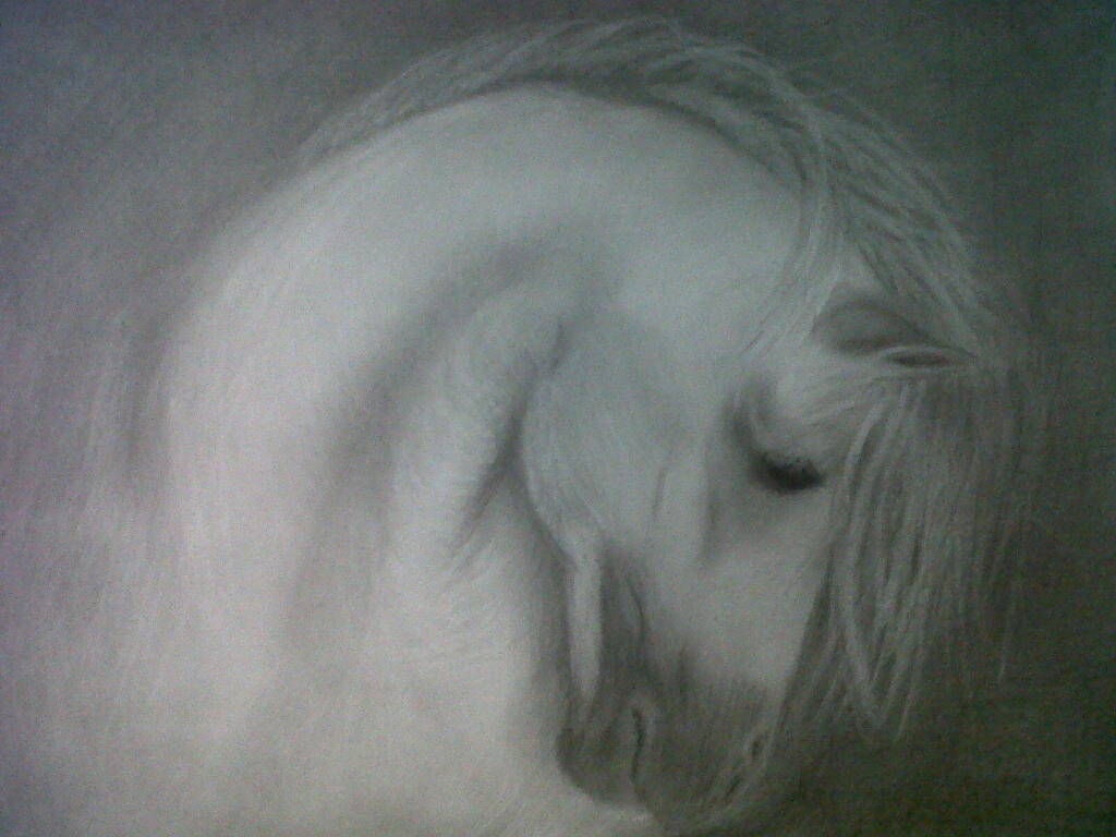 Quiet Stallion