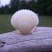 White Scallop Sea Shell Ring
