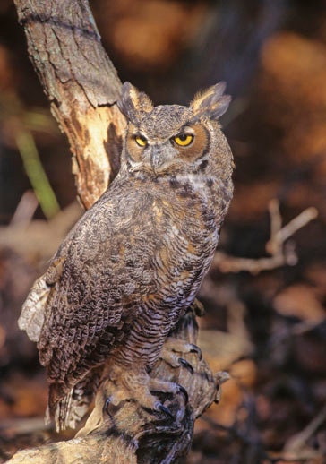 Art Fine Art Photography Fine Art Wall Art Maine Nature Wildlife Bird Raptor " Great Horned Owl " By Hal Hagy (all rights reserved)