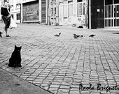 Boho Chic Photography Black Cat Black and White Portugal, Modern, 8x10, Wall Art