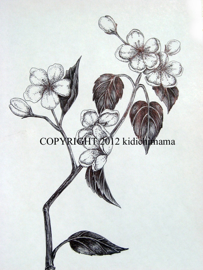 Original pen and ink cherry blossom flower drawing