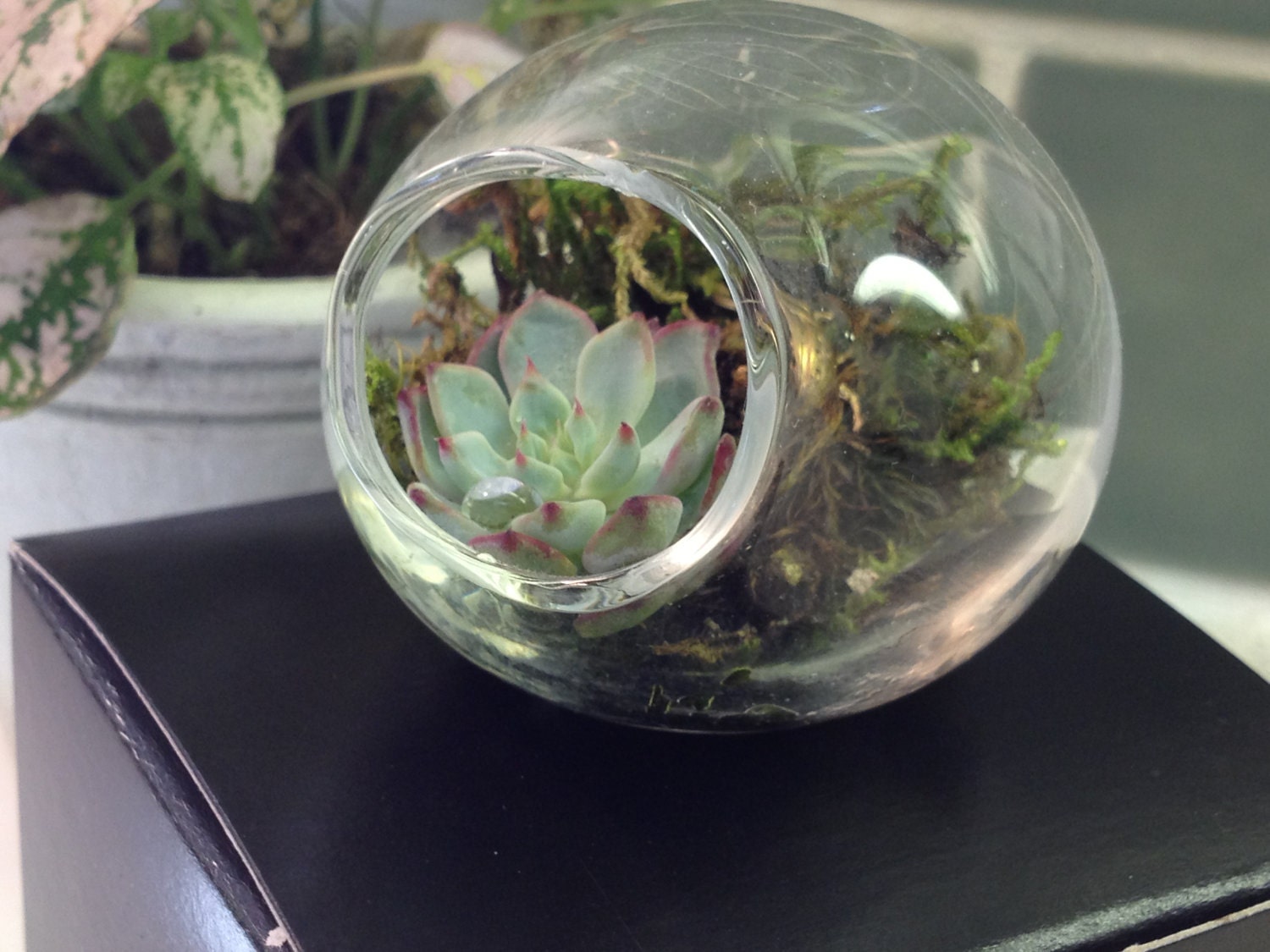 Miniature Succulent Garden Terrarium Gift