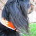 Fabric Collar MADE TO ORDER Orange Beach Florals - Adjustable Dog Collar