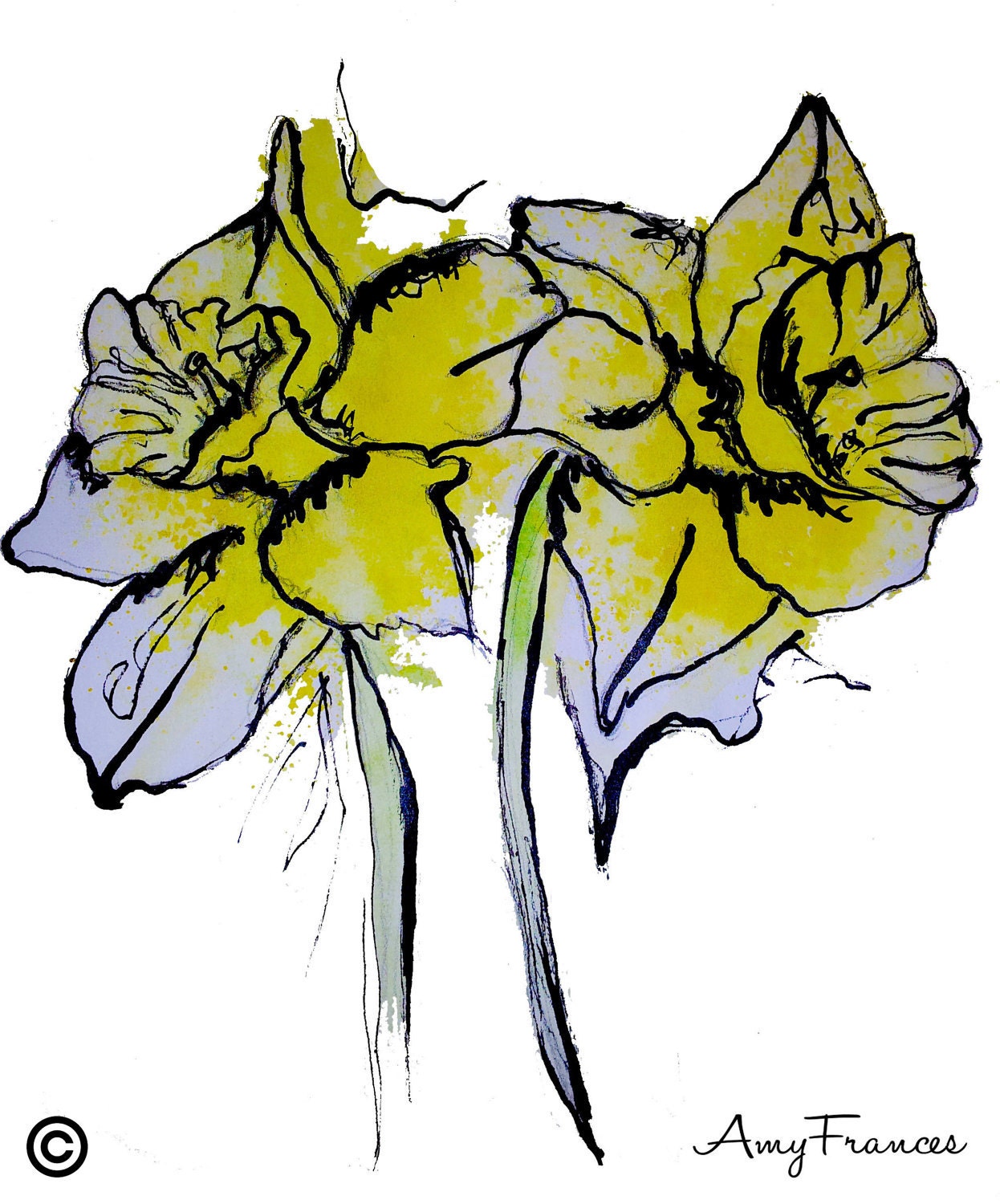 Illustration Art Print - daffodils Illustrated - using watercolours - Spring flowers