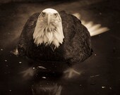 Eagle. Very wet eagle.