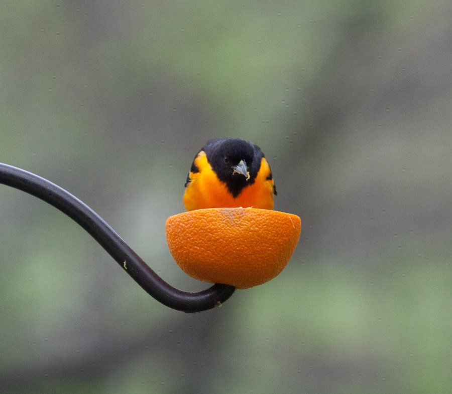 Bird photography: The Art of Staying Aloft No. 20 Baltimore Oriole (Icterus galbula)