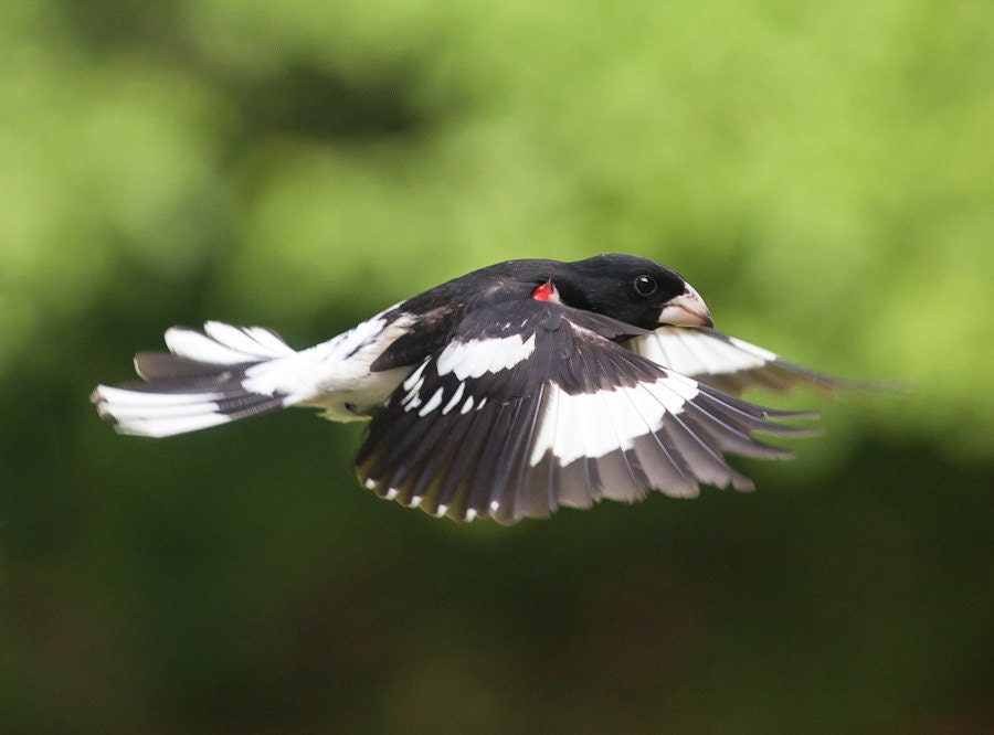 Bird photography: The Art of Staying Aloft No.16 Rose-breasted Grosbeak (Pheucticus ludovicianus)