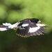 Bird photography: The Art of Staying Aloft No.16 Rose-breasted Grosbeak (Pheucticus ludovicianus)
