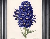 BOTANICAL PRINT WITTE 8x10 Botanical Art Print 7 Larkspur Most Beautiful Indigo Blue Flower Spring Garden Summer Nature Wall Art