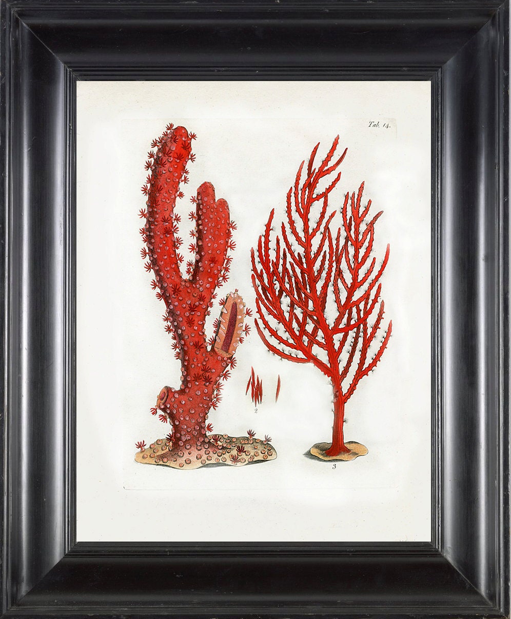 CORAL PRINT Ellis 8x10 Art Print 3 Beautiful Antique Sea Ocean Red Coral Nature to Frame Home Decoration Wall Hanging