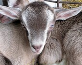 Signed Art "Baby Goat Ears" 5x7 matted to 8x10 Toggenburg photo