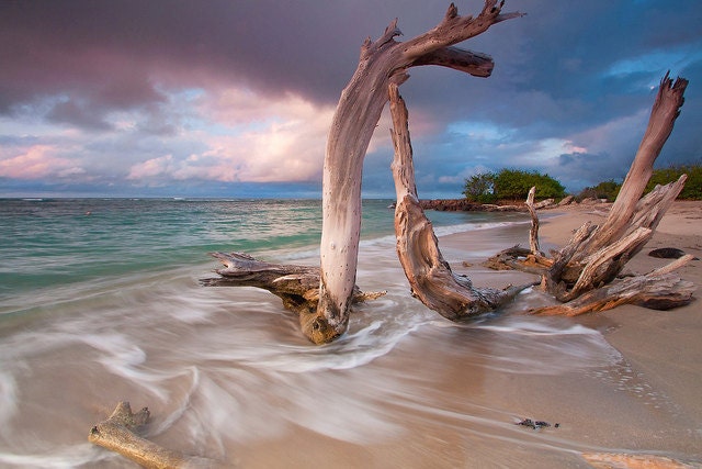Caribbean Beach Sunset 8x12 Photo Print  Driftwood Ocean Sea Tropical St Kitts and Nevis Travel Photography Fine Art Wall Decor