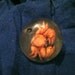 Vintage Taxidermy Crab Button or Pendant Collectible and Steampunk