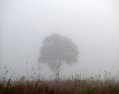 Foggy Autumn, Nature Photography - SOLITARY  8X10  tree, nature, fog, serene, misty, gray, morning. - NearLife