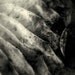 dignity 8X10 hosta leaf,abstraction,nature,warm black and white
