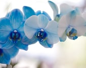 Blue Orchids photograph 8x12 Fine Art Photography flower print wall art decor - AnaPontesPhotography