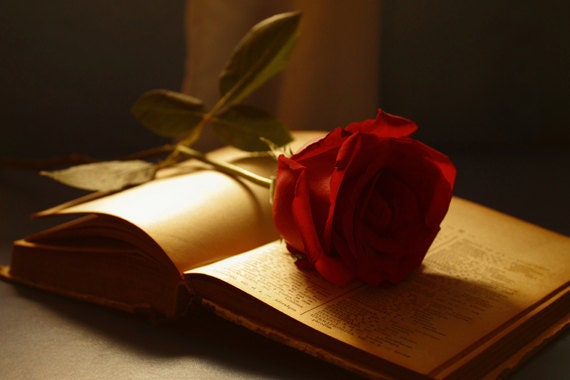 Red Rose Book photo 8x12 Fine Art Photography love romantic print still life wall art decor