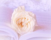 White Rose Book photo 8x12 Fine Art Photography love romantic print still life wall art decor