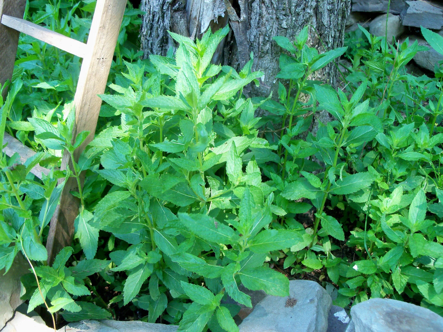 Organic Homegrown Spearmint Leaf C/S Mentha spicata 1 OZ