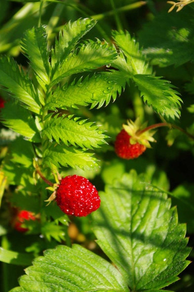 Print 8x12 - Strawberries in the dew