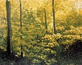 Seven-color Linocut Print of Vermont Forest In Summer Light Called "Abundant Earth"
