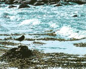 Eight-color linocut print of lone sand piper resting in the surf of Nova Scotia, entitled "Seaside Rest"