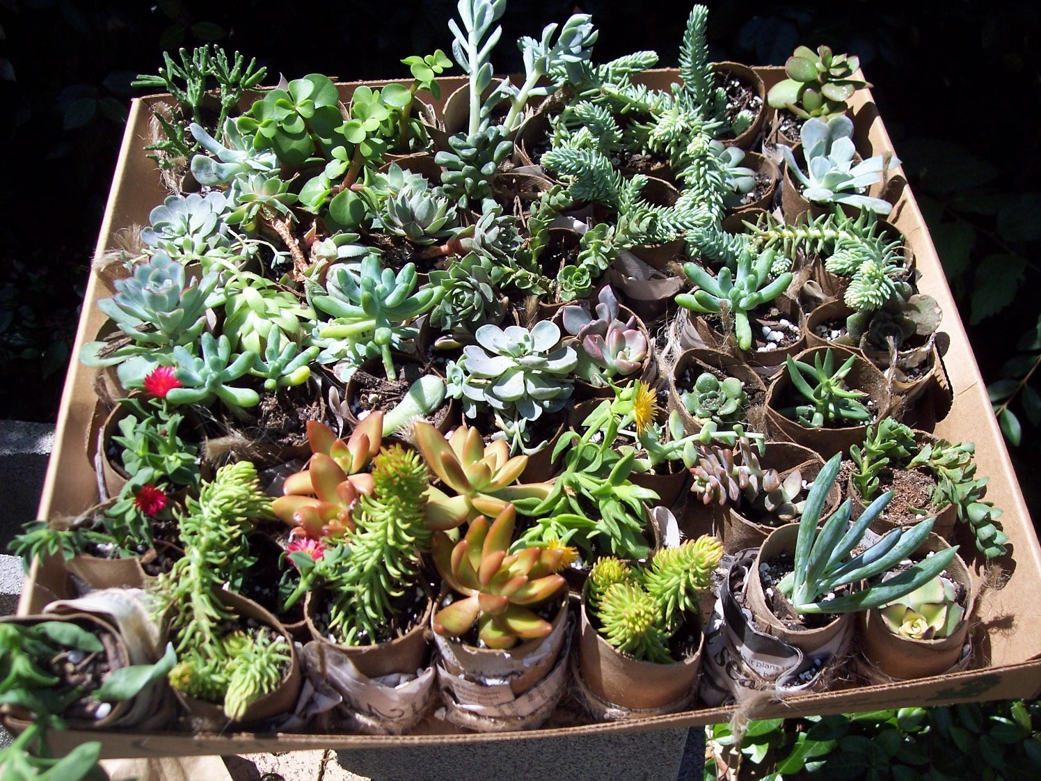 80 Succulent Living Walls, Party Favors, Weddings, Centerpieces, Gardens,