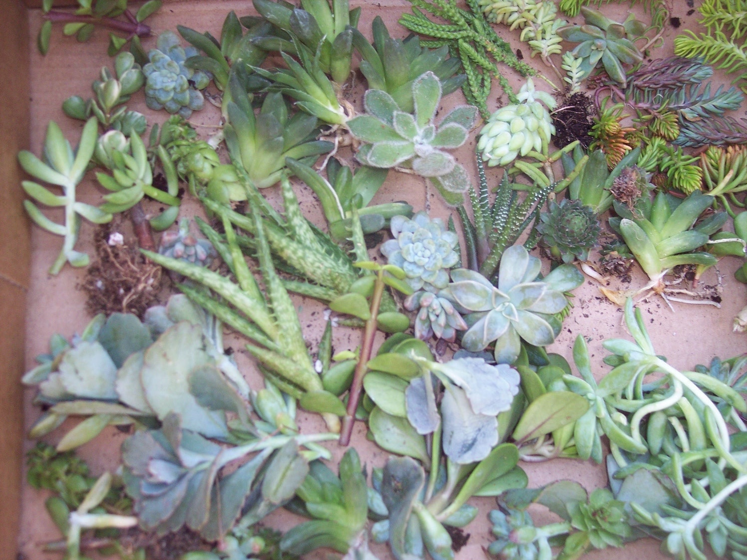 Succulent Centerpieces, Living Walls, Weddings Gift Give Aways- 24 2" Cuttings of Succulents/ Sedums