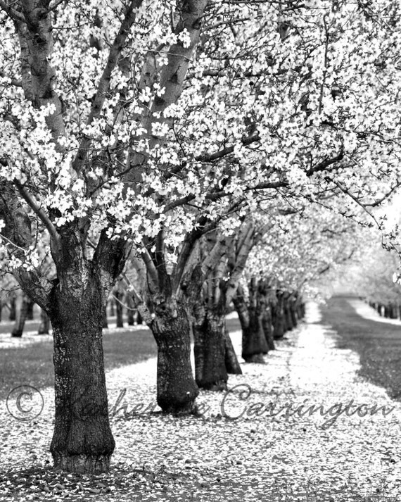Spring Orchard 8x10 Black and White Tree by KatherineCarrington