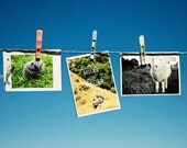Package of three 365NZ cards