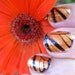 Regal Morelia Mexican Monarch Clear Nail Decals