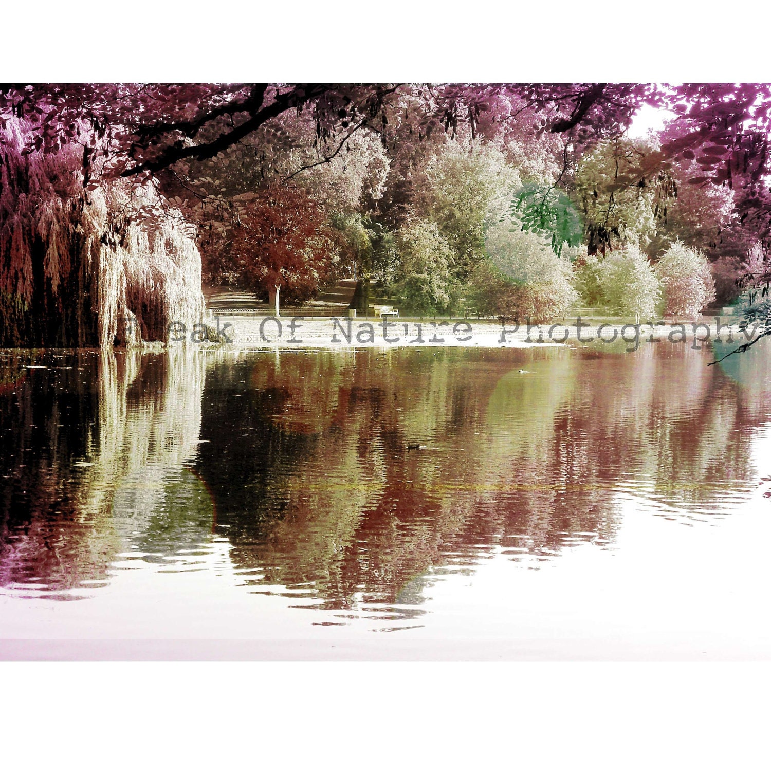 London - Fine Art Print  - 5.5in x 8.5in St James's Park Trees Reflection Bokeh