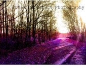 Fine Art Photography Forest Woodland Autumn Fall Whimsical Purple  Photography Surreal Sunlight 11x17" Printed to Order