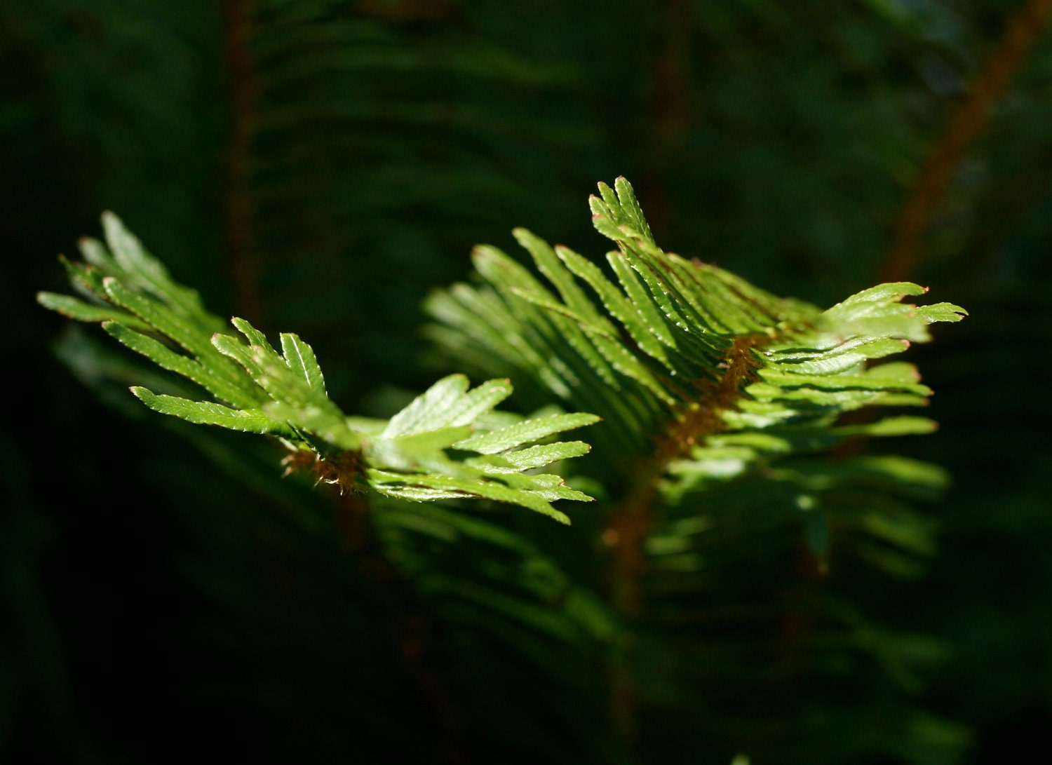 Dramatic Sword Fern reaching for the sunlight: 8x10 Fine Art Photography Print
